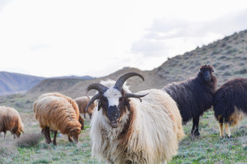 Sheep graze in the meadow in summer