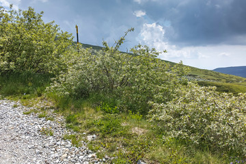 Summer Landscape near Cherni Vrah peak at Vitosha Mountain, Sofia City Region, Bulgaria