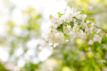 Apple blossoms. spring trees in bloom. white flowers on trees