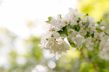 Apple blossoms. spring trees in bloom. white flowers on trees