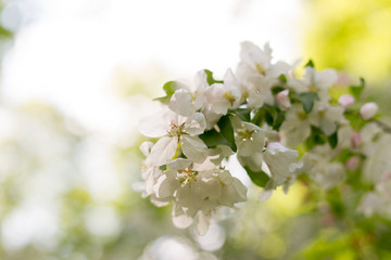 Apple blossoms. spring trees in bloom. white flowers on trees