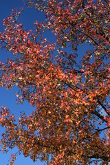 rainbow tree blue sky