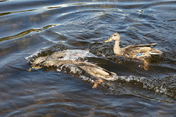 Stockente / Mallard / Anas platyrhynchos..