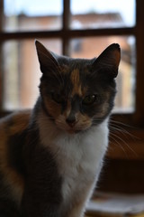 los gatos y su mirada misteriosa