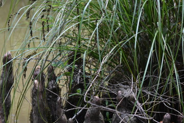 Naklejka na ściany i meble Swamp plant on dead tree