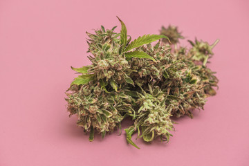 harvest of marijuana bud on pink background.
