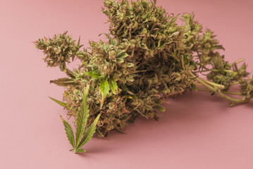 harvest of marijuana bud on pink background.