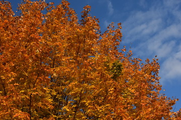 Yellow and oranges tree