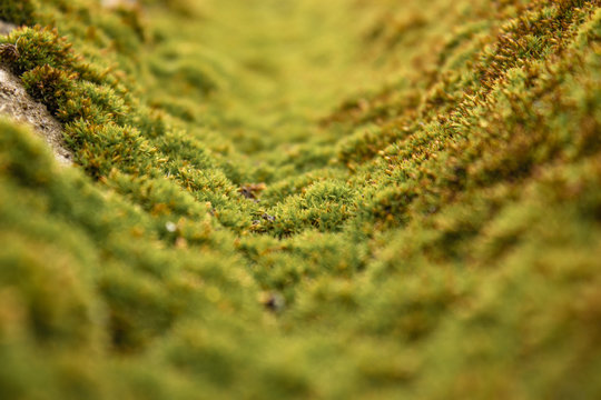 Texture of green moss. Krisha covered with green moss.