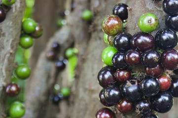 Grape, fruit with delicious flavor, something new and exotic good for your health to stay in shape
