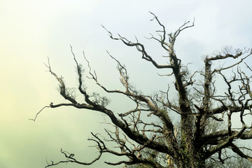 Woodland and Trees.