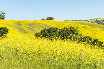 California yellow wild flowers blooming.