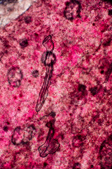 Biospähre der micro welten