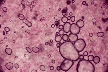 Biospähre der micro welten