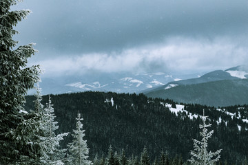 Sonny winter mountain forest