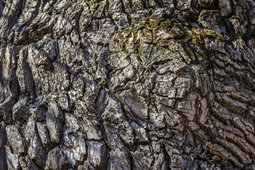 texture of the bark of the oldest oak tree. natural texture close up.