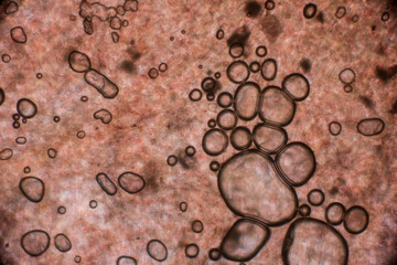 Biospähre der micro welten
