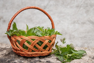 Fototapeta na wymiar A basket of fresh nettle on a stone, gray background. Beautiful spring young nettle.
