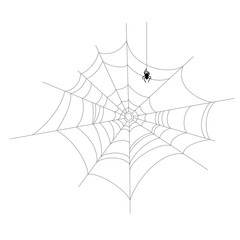 Old torn and crooked web with spider