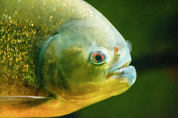 Zootiere