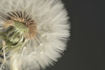Seeding dandelion macro background - obrazy, fototapety, plakaty