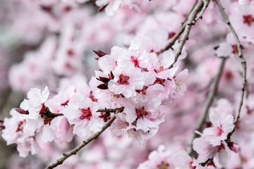Close up of decorative pink wax cherry flowers in a tree in full bloom in a garden in a sunny spring day, floral background