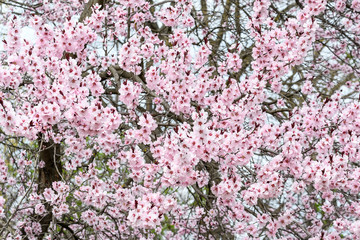 Close up of decorative pink wax cherry flowers in a tree in full bloom in a garden in a sunny spring day, floral background