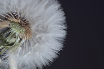 Obraz na płótnie Canvas Seeding dandelion macro background