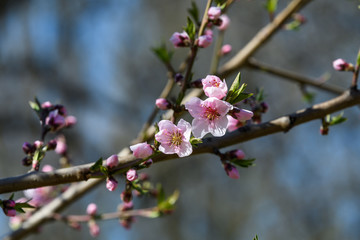 Close up of branches with pink apricot tree flowers in full bloom in a garden in a sunny spring day, floral background