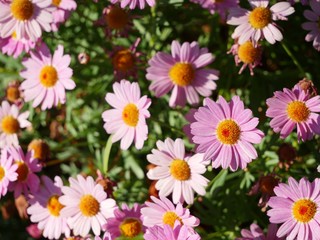 Fototapeta premium pink flowers