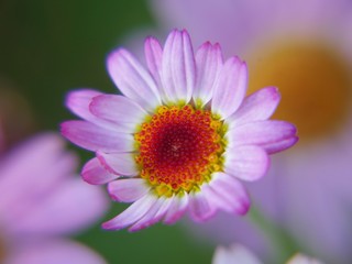 Obraz premium pink flower