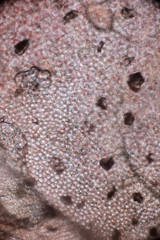 Biospähre der micro welten