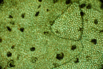 Biospähre der micro welten
