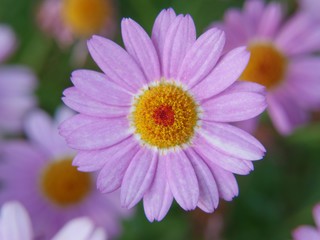 Obraz premium pink flower