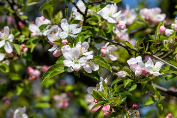 Close up of light pink white apple tree flowers in full bloom in a garden in a sunny spring day, floral background