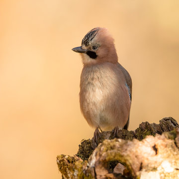 Back view of closeup wild jay bird sitting on tree branch on blurred background