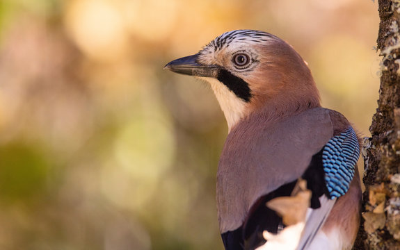 Back view of closeup wild jay bird sitting on tree branch on blurred background