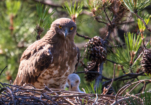 Short Toed Snake Eagle With Nestling In Nest