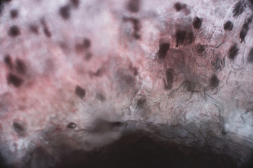 Biospähre der micro welten