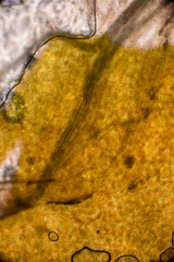 Biospähre der micro welten