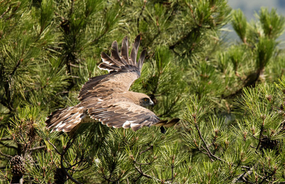 Furious wild eagle flying and sitting on top of green wood on blurred background