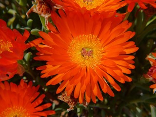 Obraz premium orange flower