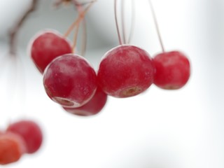 cherries on white background