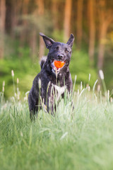 Hunde beim Spielen, schwarzer Rüde holt einen orangenen Ball und springt durch eine grüne Wiese