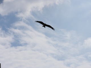 Obraz premium eagle flying in the sky