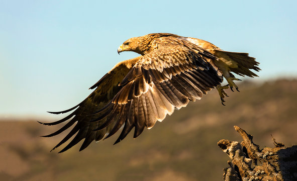 Furious wild eagle flying and sitting on top of green wood on blurred background