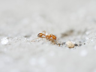 ant and ant