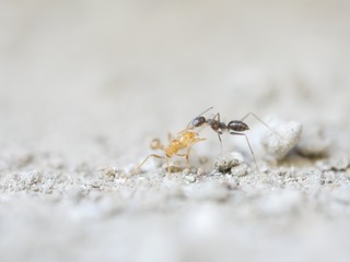 ants fighting