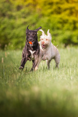 Hunde beim Spielen