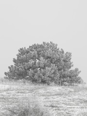 single nig tree in a winter landscape